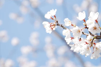 Cherry Blossom And Blue Sky HD Desktop Wallpapers : High Definition ...