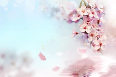Peach Blossom Desktop Samsung Galaxy S4 1920x1080 Wallpapers ...