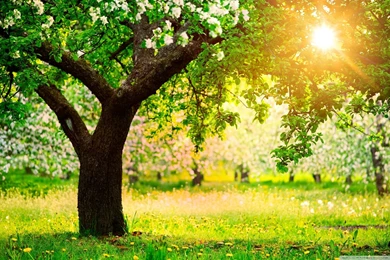 Wallpapers > Beautiful Flowers > Spring Hd Wallpapers @ Collect HD