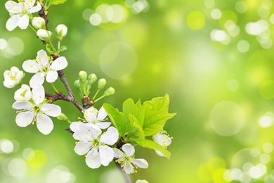 Spring Wallpapers 19b1   HD Wallpapers