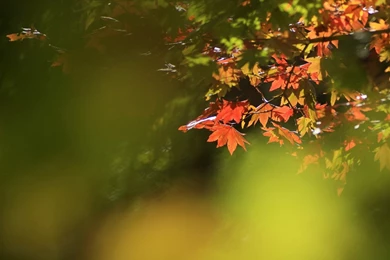 Travel Japan   Beautiful Fall Scenery In Rokkosan 1280x800 NO.8 ...