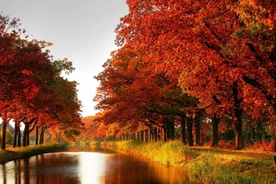 Wallpaper: Maple Trees, Autumn, Red Leaves, Canal, River ...