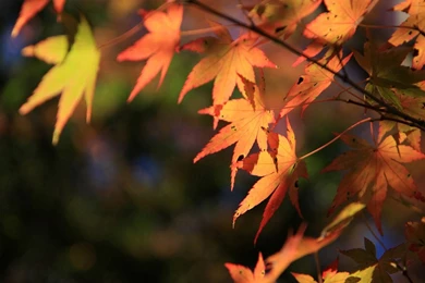 Travel Japan   Beautiful Fall Scenery In Rokkosan 1280x800 NO.16 ...