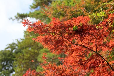 Travel Japan   Beautiful Fall Scenery In Rokkosan 1680x1050 NO.3 ...
