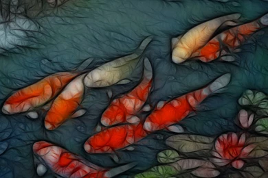 Fish Koi Wallpapers