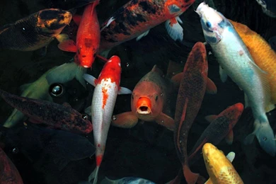 Koi Wallpapers And Backgrounds (1024 X 768)   DeskPicture.com