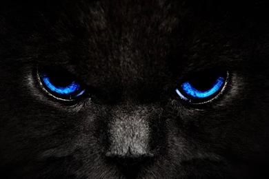 HD Wallpapers » Black Cat Blue Eyes Wallpapers