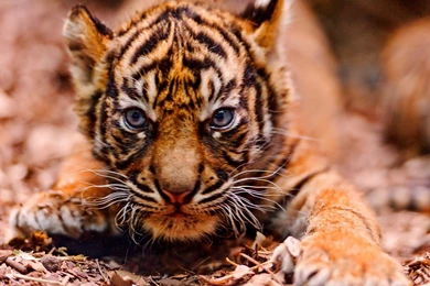Baby Tiger Wallpapers