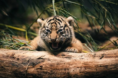 Baby Tiger Wallpapers High Quality : Animal Wallpapers   Kokean.com