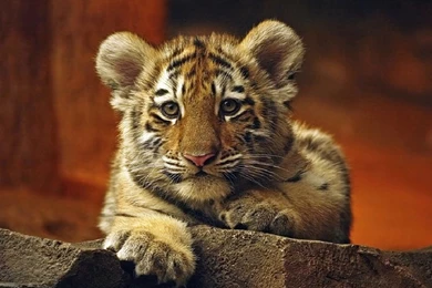 Baby Tigers Face   Wallpaper.