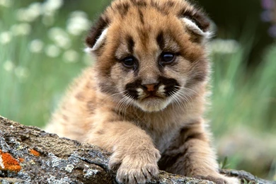 Baby Tiger   About Animals