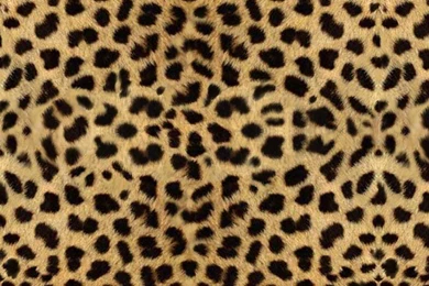 Free User Img89 Cell Phone Wallpapers