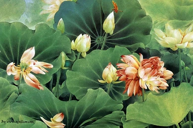 Chinese Painting Lotus Flower Wallpapers