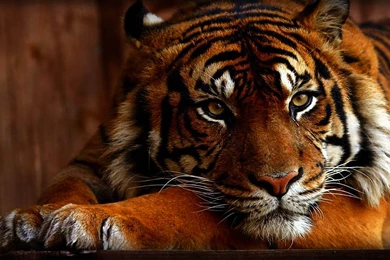 Tiger Wallpapers Hd