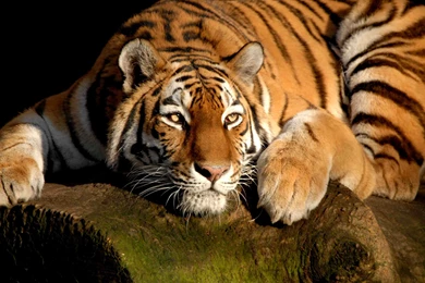 Nice Tiger Full Hd Wallpapers