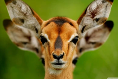 Wild Animals HD Desktop Wallpapers : High Definition : Fullscreen ...