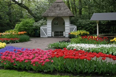 Beautiful Flowers Wallpapers