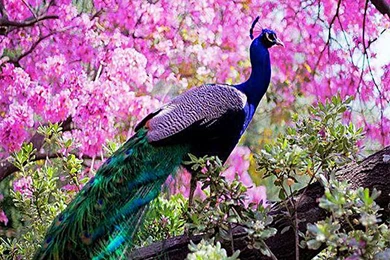 Peacock Live Wallpapers   Android Apps On Google Play