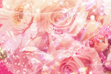 Pink Rose Wallpapers