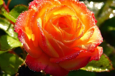 Pretty Rose   (
