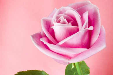 Pretty Pink Rose Wallpapers   Colors Wallpapers (34511663)   Fanpop