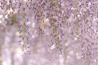 Wisteria, Floribunda, Royal, Purple, Flowers, Full, Hd, Wallpapers ...