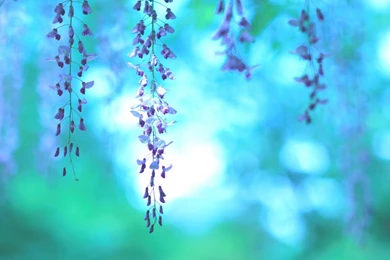 Wisteria Floribunda Royal Purple Flowers Nature HD Wallpapers ...