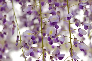 Wisteria Wallpapers   Wallpapers Cave