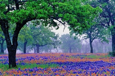 Bluebonnet HD Wallpapers
