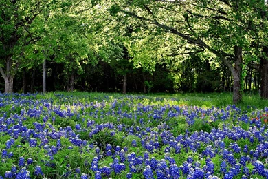 Bluebonnet Desktop Wallpapers   HD Wallpaper Backgrounds Of Your ...