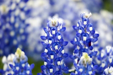 Bluebonnet Wallpapers