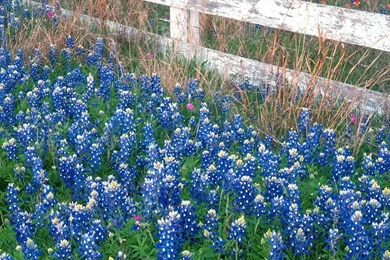 Blue Bonnet Blue Bonnets Untitled Wallpapers – Nature Flowers HD ...