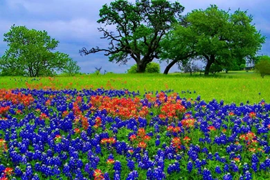 Bluebonnet Wide Hd Wallpapers Download Bluebonnet Images Free ...