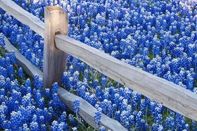 Image Detail For  Texas Bluebonnets Along Fence Line   Photography ...