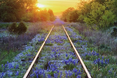 Texas Railroad Tracks Covered In Bluebonnet Flowers   Wallpapers