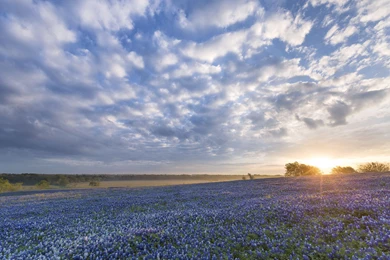 Bluebonnet Sunrise Ennis Texas Flowers Field Wallpapers