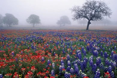 Trees Flowers Fields Bluebonnet Wallpapers