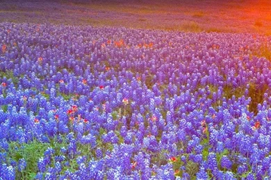 Sunset Landscapes Fields Texas Bluebonnet Wallpapers