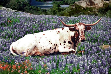 Free Wallpapers From Texas