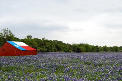 Bluebonnet Desktop Wallpapers Widescreen Free 2016