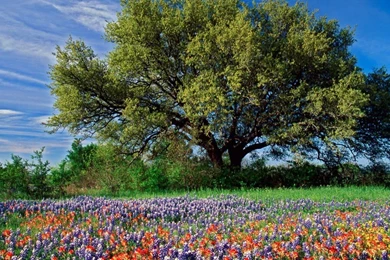 Landscapes Nature Trees Flowers Bluebonnet Wallpapers
