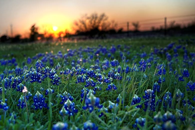 Texas State Flower Bluebonnets Picture