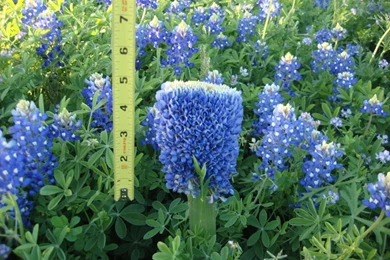 Strange Bluebonnet   AR15.Com Archive