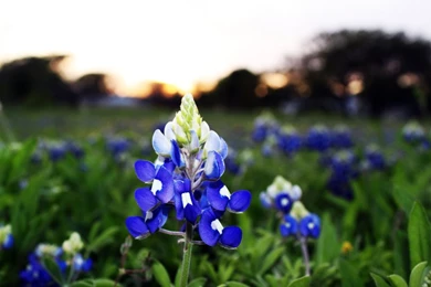 Bluebonnets By Dashedandshattered On DeviantArt