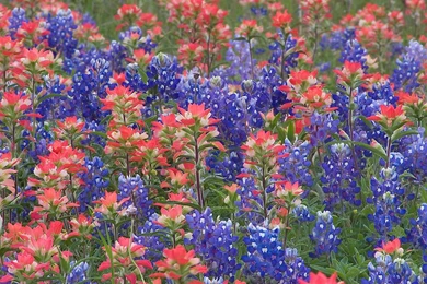Bluebonnet Flowers Pictures   HD Wallpaper Backgrounds Of Your Choice