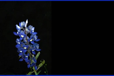 Bluebonnet >> HD Wallpaper, Get It Now!