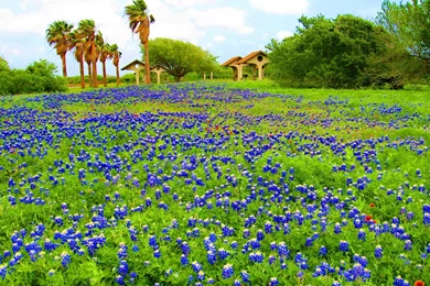 BLUEBONNET TIME IN TEXAS WALLPAPER   (