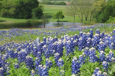 On The Bluebonnet Trail In Ennis, Texas With Gary: Bluebonnets Are ...