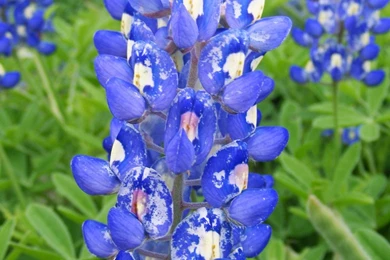 Blue Bonnet Close Up By Sherryetal On DeviantArt