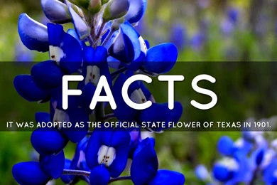 Bluebonnet By Kimber Stevens